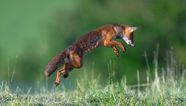 Renard non coupable, stoppons l’acharnement !