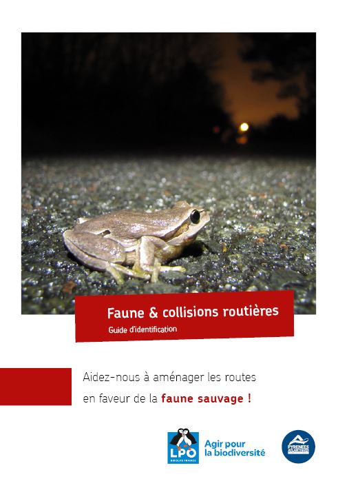 rainette ibérique