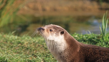 A la découverte de la Loutre d'Europe