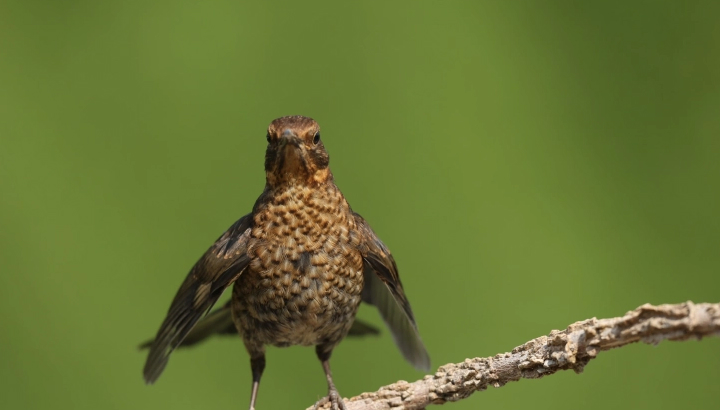 L'OISEAU MAG n°164 : photo mystère