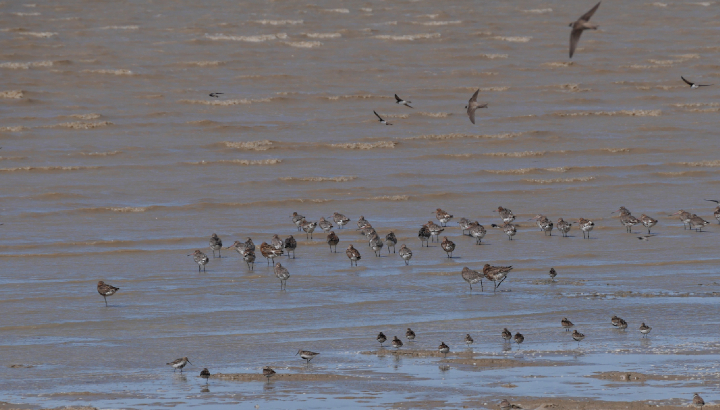 Visite Coeur de réserve à Moëze-Oléron