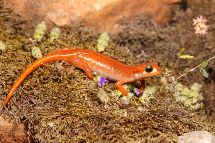 Salamandre de Lycie © K. Kalaentzis