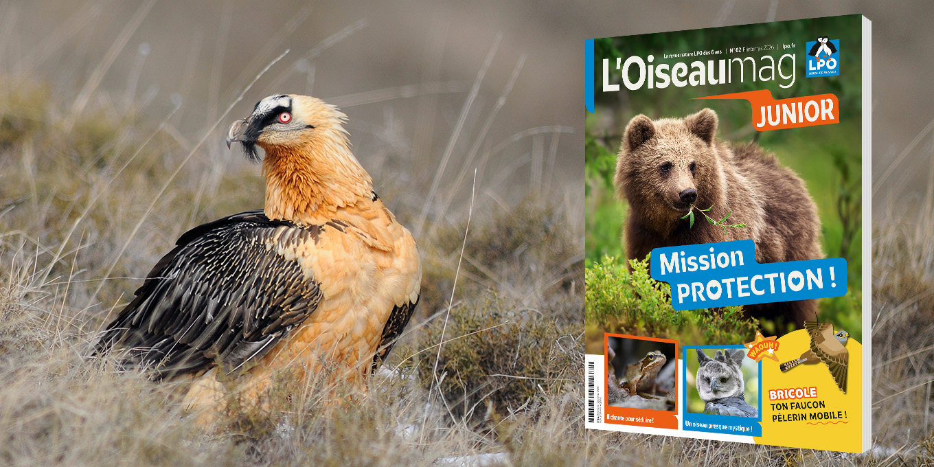 L'OISEAU MAG Junior n°62 – Printemps 2026 - Sortie mi-mars
