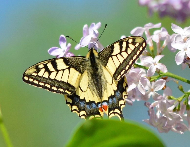 Machaon