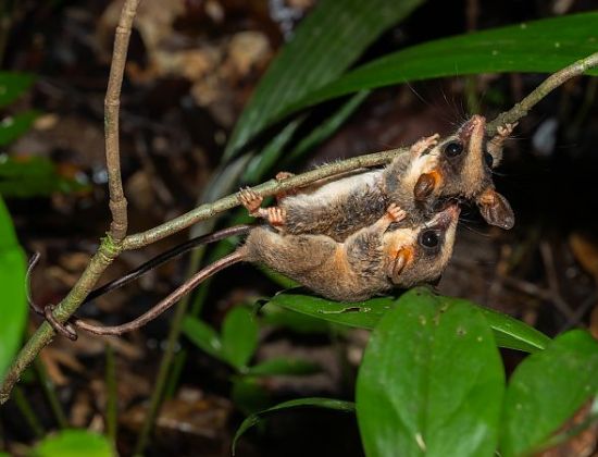 Opossum de Kalinowski (Hyladelphys kalinowskii)