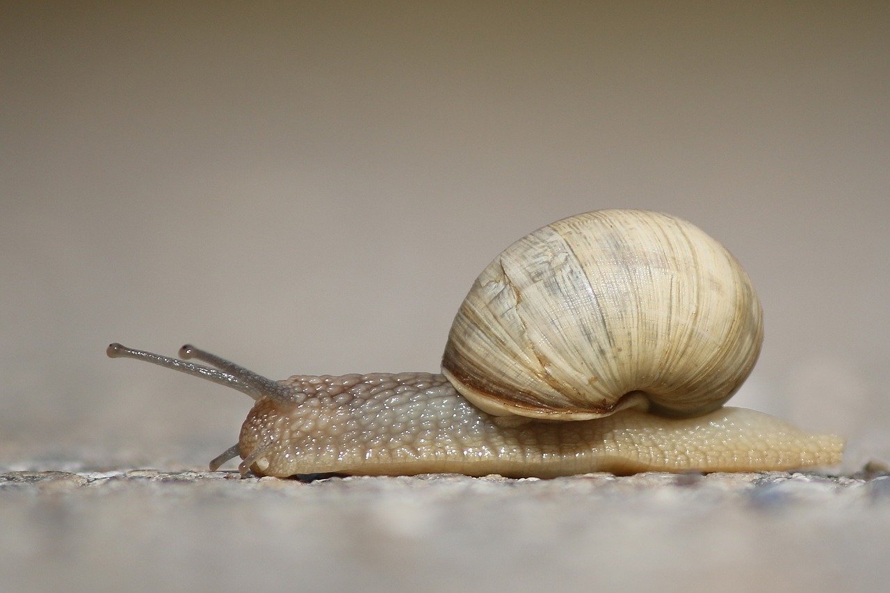 Escargot - Crédit photo : saguari (Pixabay)