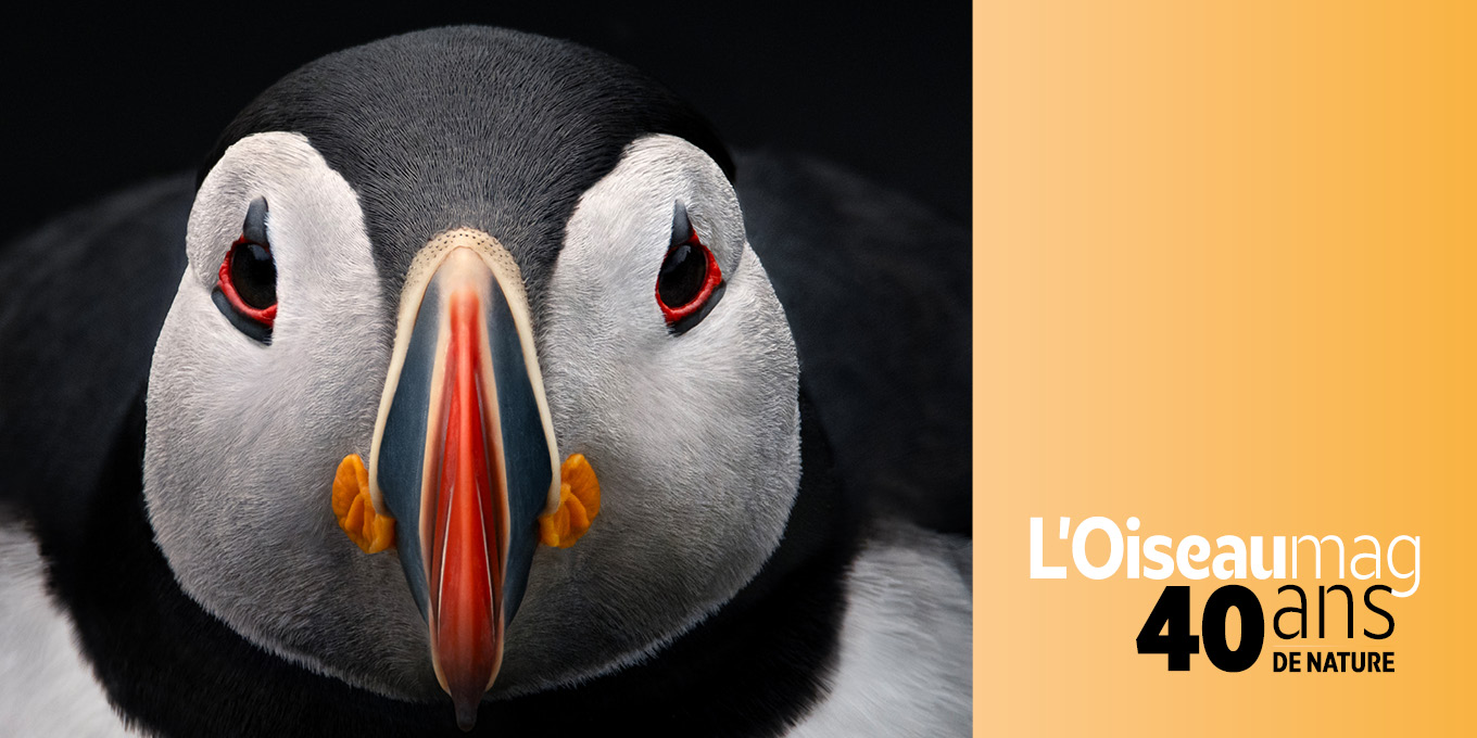 L'OISEAU MAG fête ses 40 ans