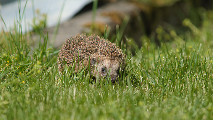 Sensibiliser à la nature les enfants de l’hôpital de jour Halloran