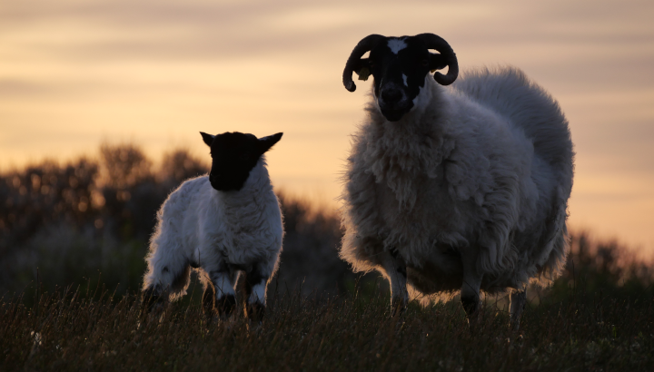 La Balade crépusculaire