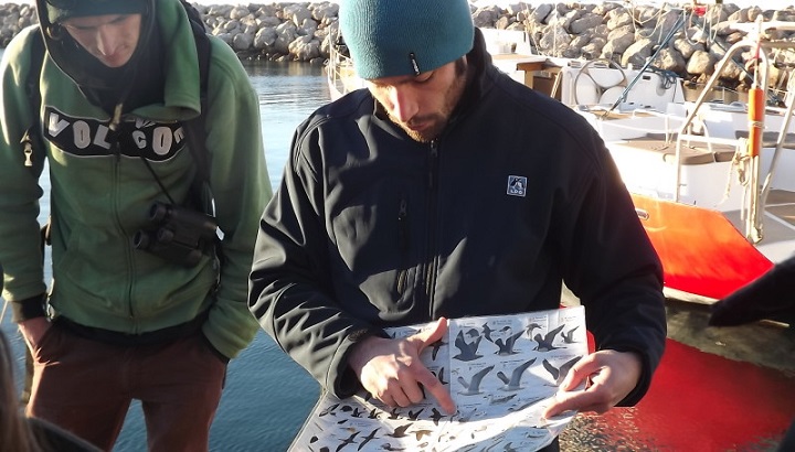 Sortie régionale LPO : découverte des oiseaux marins de Méditerranée en bateau