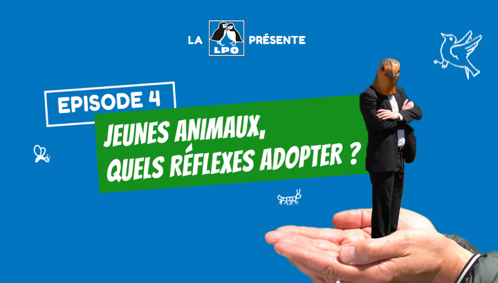 Web-série Colocataires Sauvages : Épisode 4