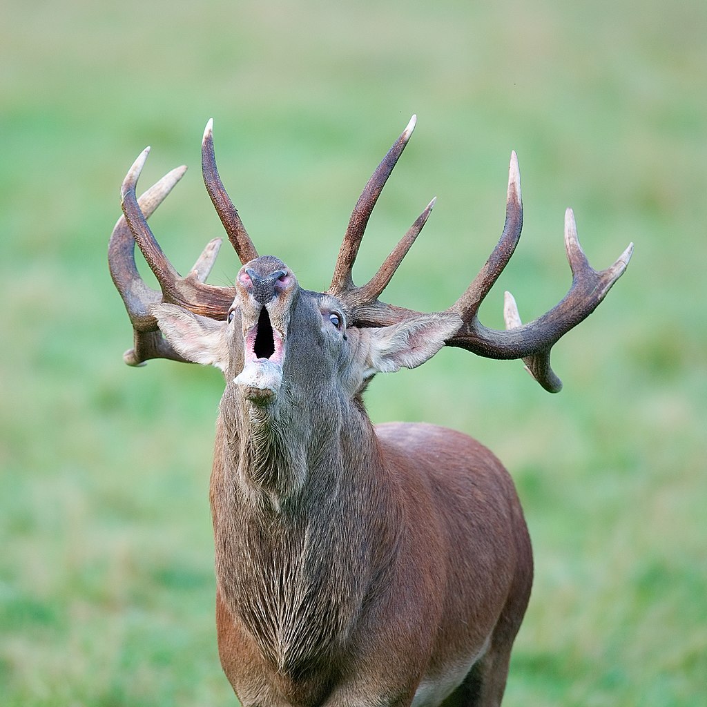 Sortie à l'écoute du brame du cerf