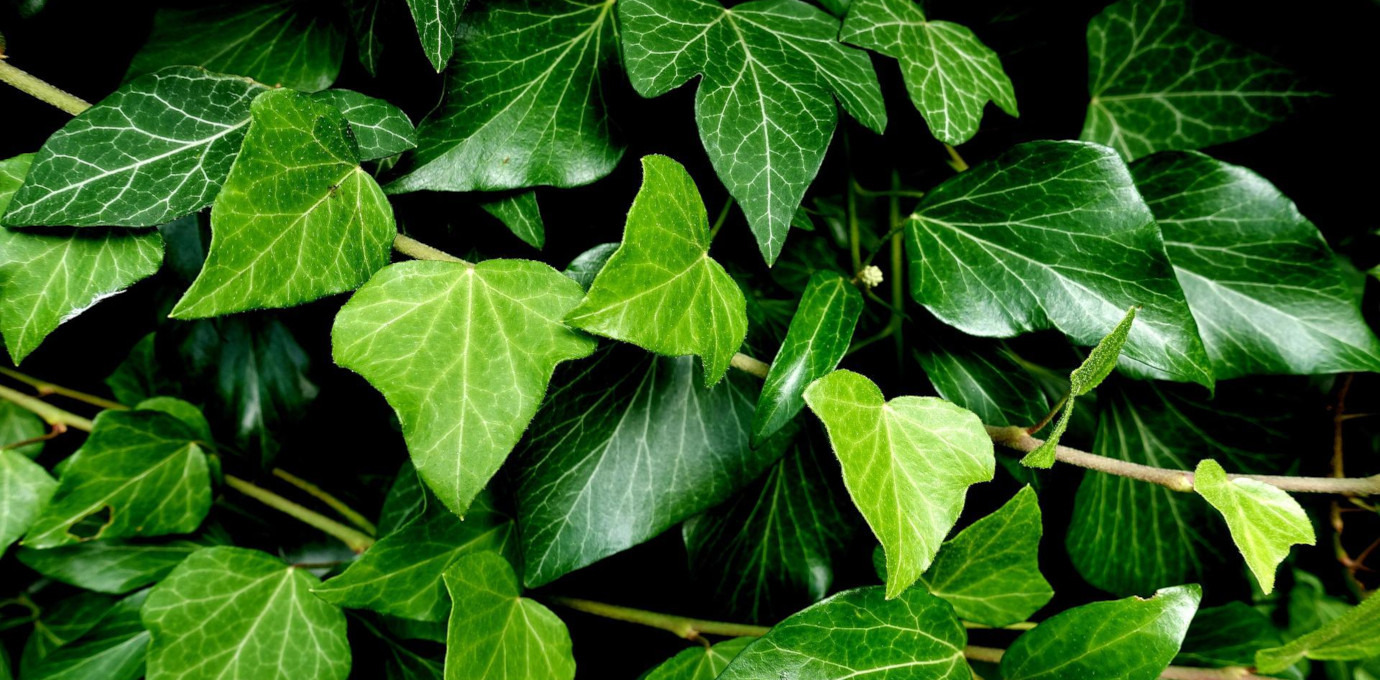 Lierre commun (Hedera helix) © Pixabay