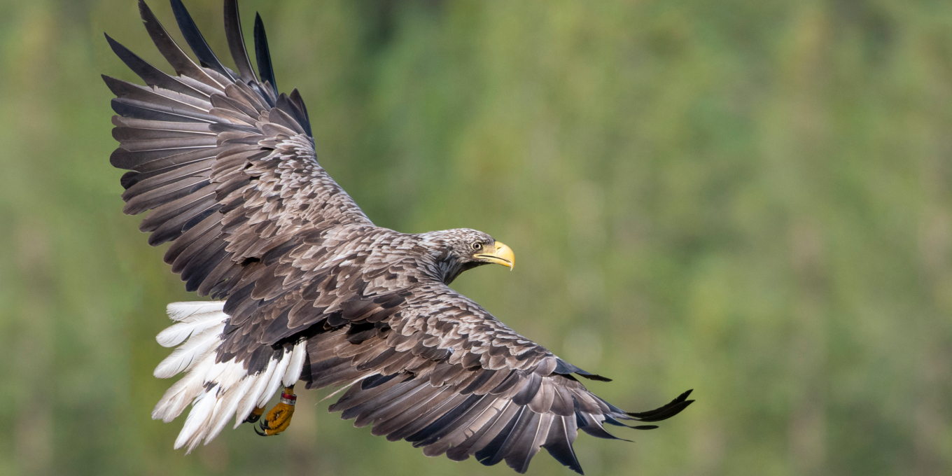 A tir d’aigle