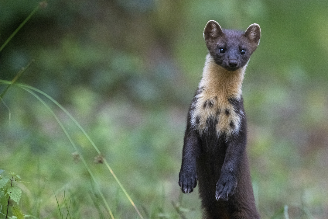 Martre des pins dressée sur ses pattes arrières