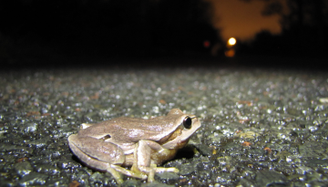 Faune et collisions routières