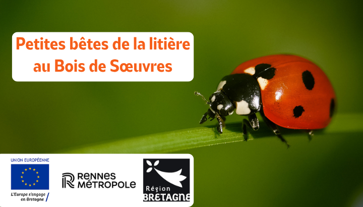 Petites bêtes de la litière au Bois de Sœuvres