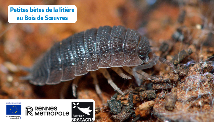 Petites bêtes de la litière au Bois de Sœuvres
