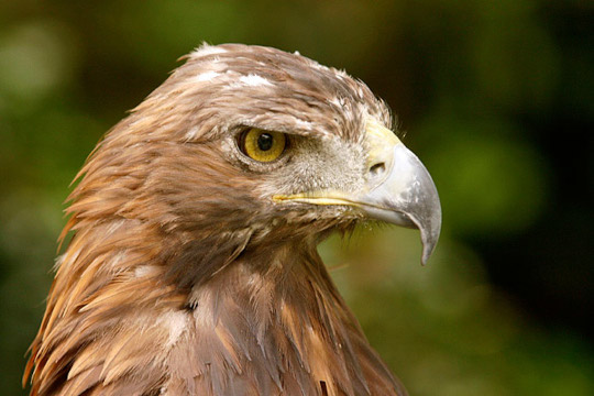 Aigle royal  © Vincent Decorde