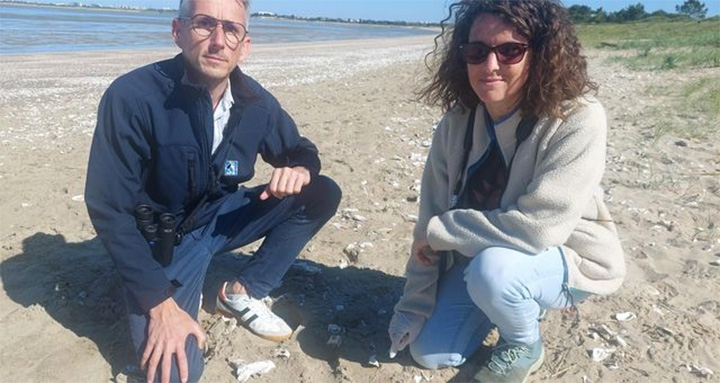 Oiseaux marins : autopsie d'une hécatombe