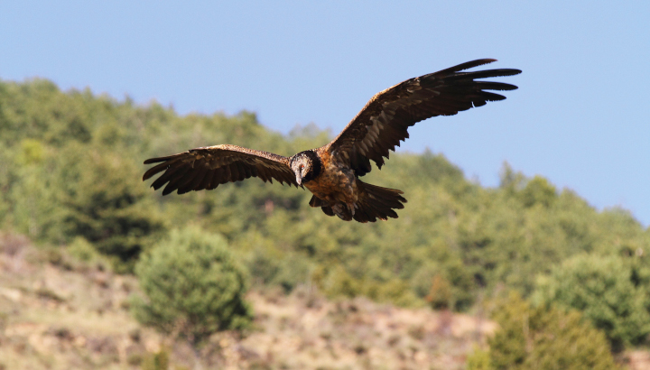 Un partenariat en faveur de deux rapaces pyrénéens