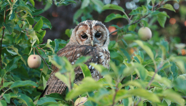 Les oiseaux nocturnes du domaine de la Verrerie