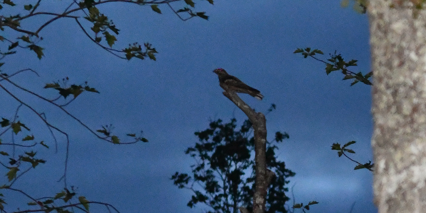 Le bal crépusculaire des engoulevents
