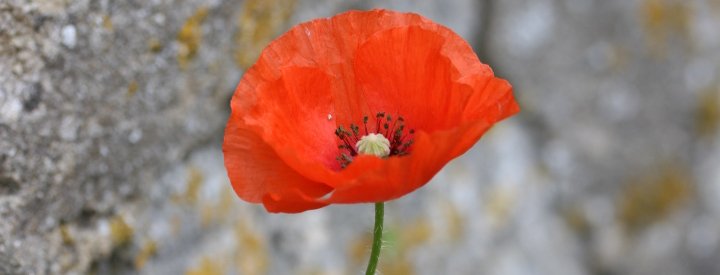 Coquelicot (Papaver rhoeas)