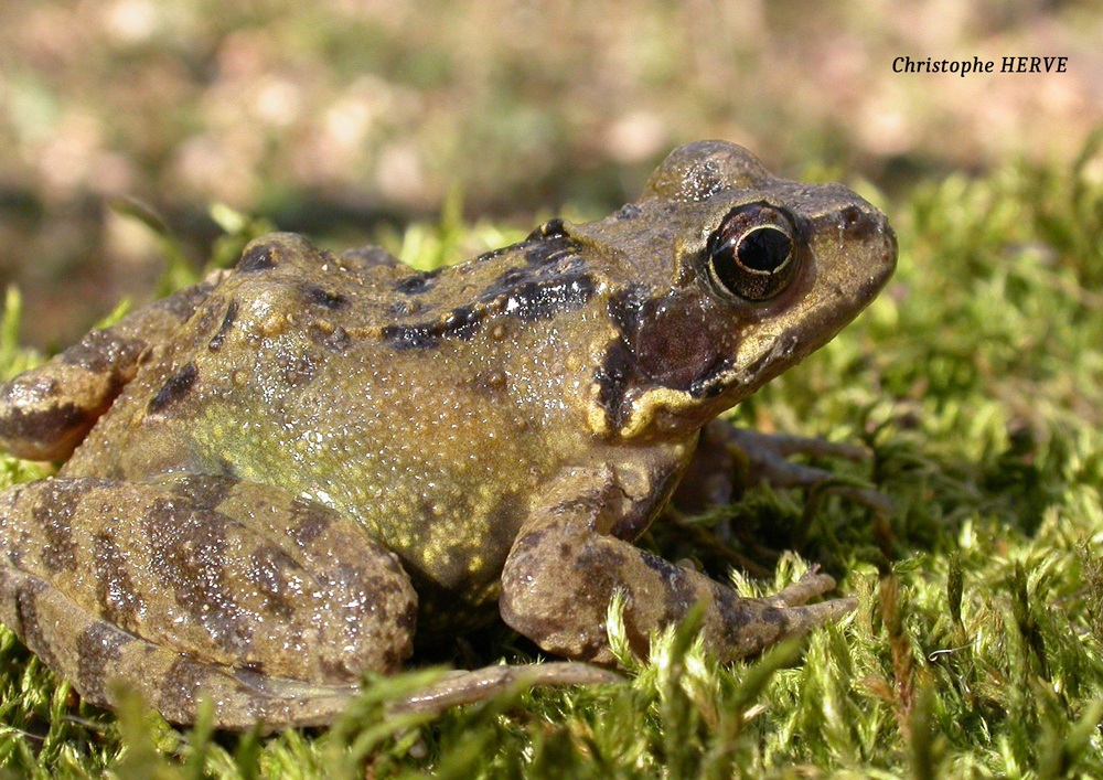 Grenouille rousse