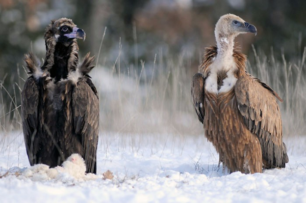 Un vautour moine et un vautour fauve, posés côte à côte dans la neige, près d'une carcasse.