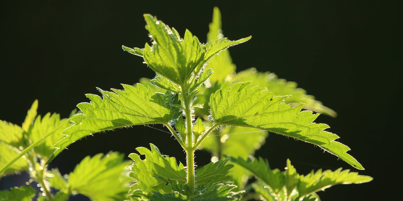Comment fabriquer des décoctions de plantes ?