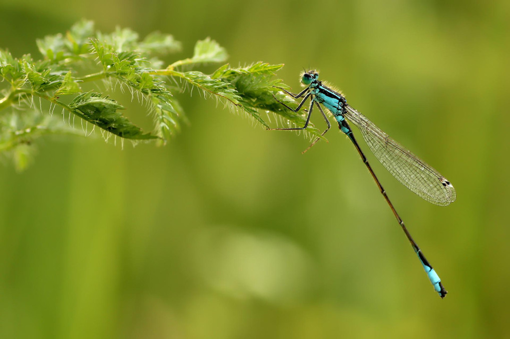 Libellule bleue posée sur une feuille