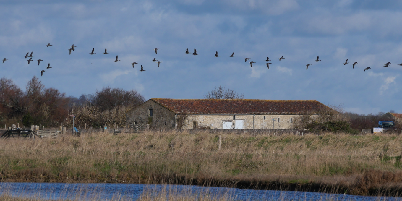 La réserve naturelle de Moëze-Oléron, une découverte en 1,5 heure, Vol de Bernache cravant©RNNMO-LPO