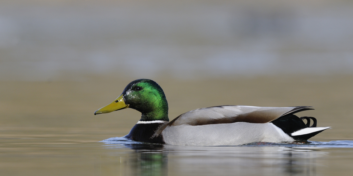 Canard colvert dans l'eau