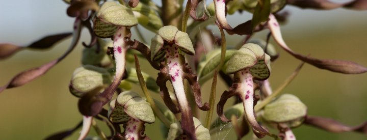 Orchis bouc (Himantoglossum hircinum)