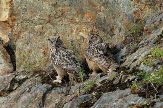 Couple de grands-ducs d'Europe