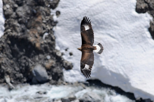 Aigle royal, en vol, au dessus d'un sol enneigé