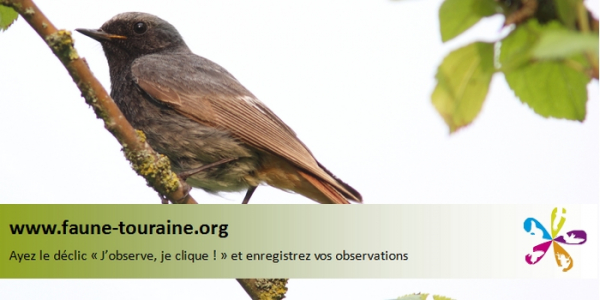 Transmettre ses observations