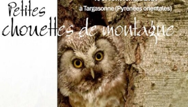 Les petites chouettes de montagne à l’honneur en Pays catalan
