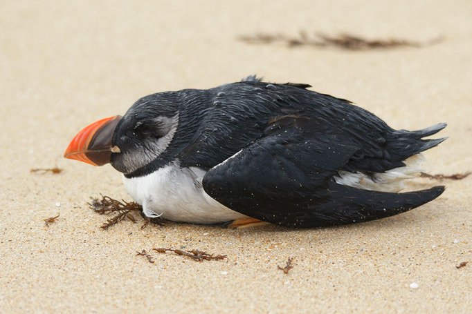 Macareux sur le sable