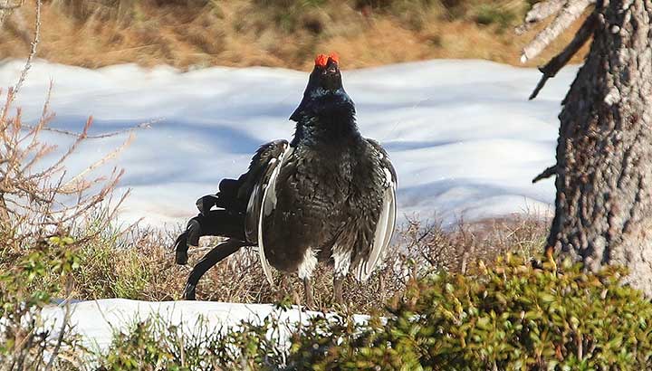 Chasse du Tétras lyre et de la Perdrix bartavelle en 2024 dans les Hautes-Alpes : répondez nombreux à la consultation du public