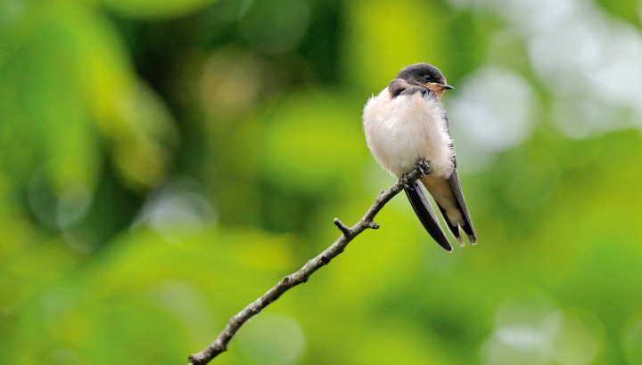 Petit nid, grande importance