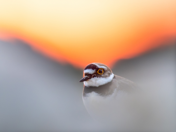 Résultats du concours de la photo d'oiseau 2025