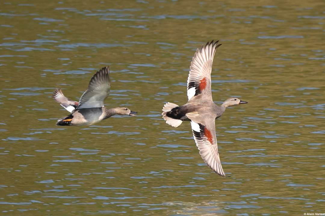 Canard chipeau en vol
