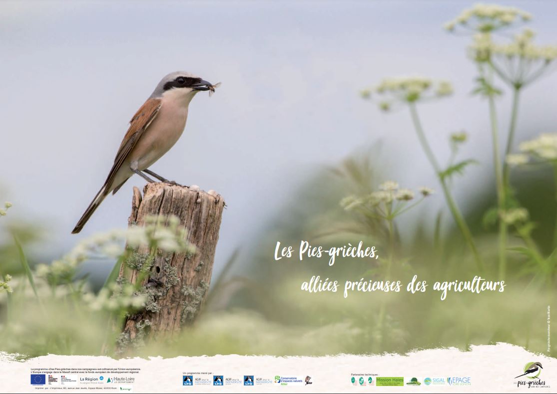 La Pie-grièche écorcheur