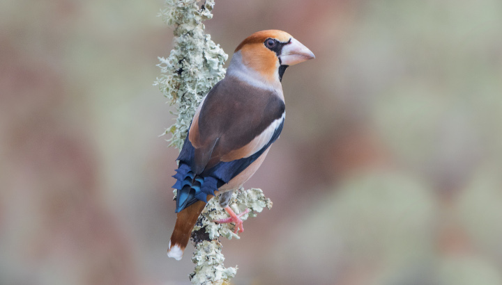Quel est cet oiseau trapu au bec massif ?