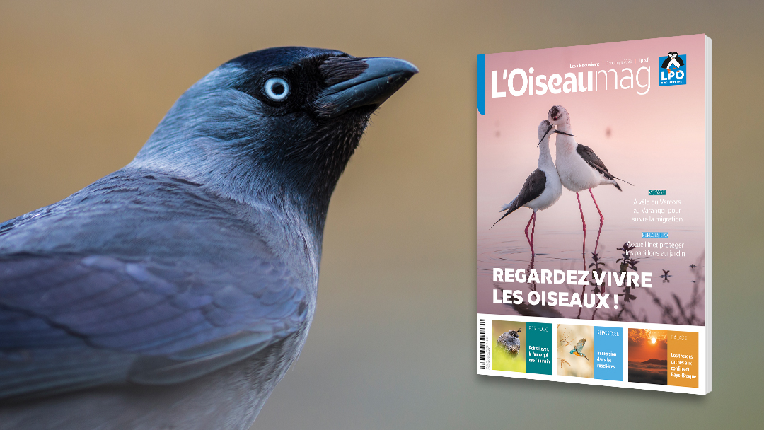L’OISEAU MAGAZINE N°162 Printemps 2026 - Parution mi-avril 2026