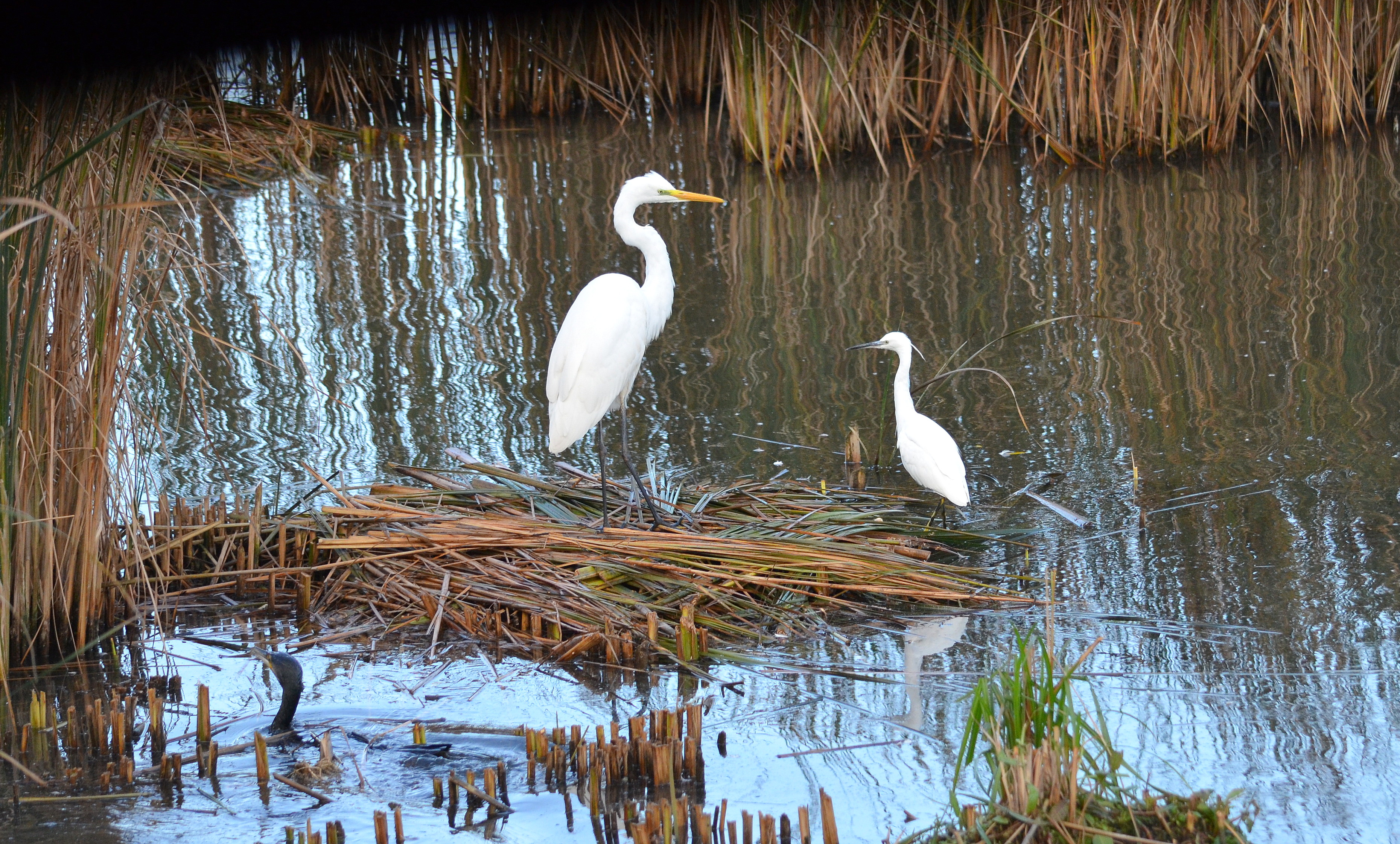 Aigrette Garzette et Grand Aigrette