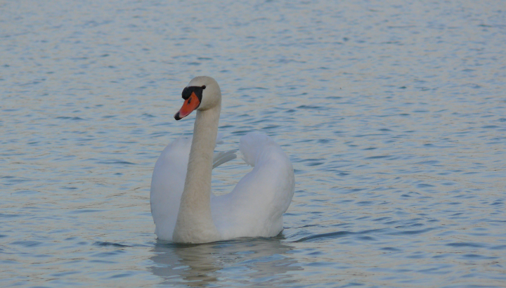 Les oiseaux d'eau au Malsaucy