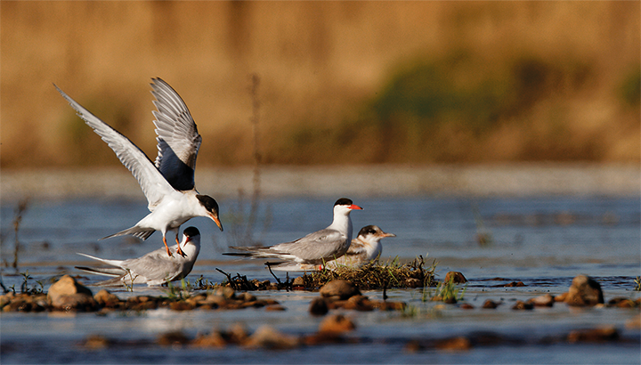 Des plateformes flottantes pour aider les sternes à nicher !